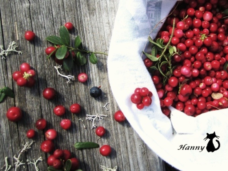 Խ�ٹ���������