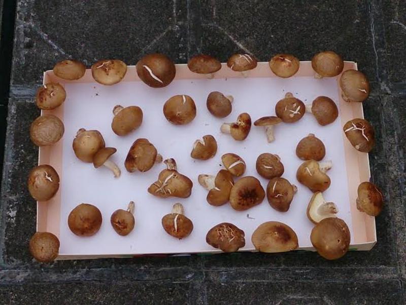 ���Ƹ��㹽������