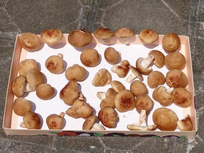 ���Ƹ��㹽������