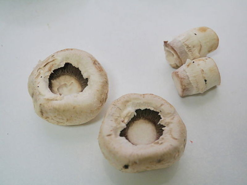 �㿾�󹽵�����