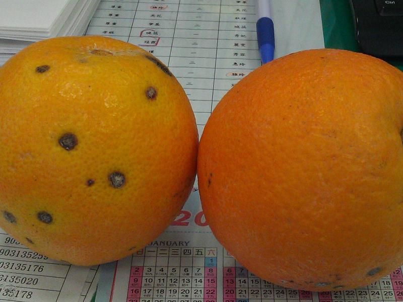 [���������]�������ȹ���������