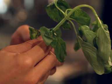 8�ŷ��򱡱� (���ս��߲˱���)������