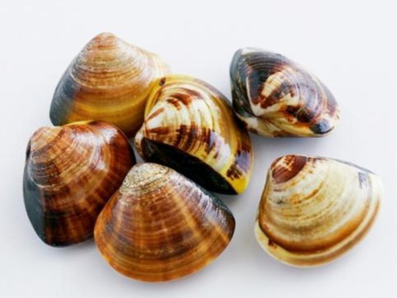 ����A��D����ľ�����Źǵ�����