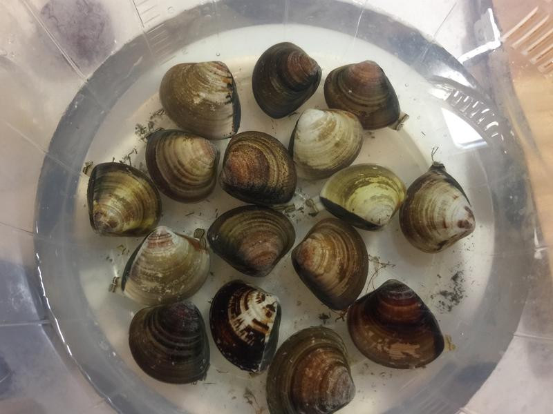 ��ʽˮ���������������