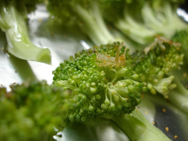 �����ʹ࿾�໨Ҭ(��Ȼ���͡�������)������