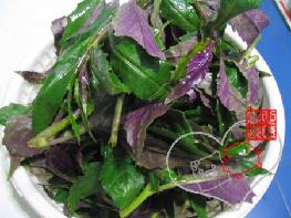 凉拌紫背天葵的做法