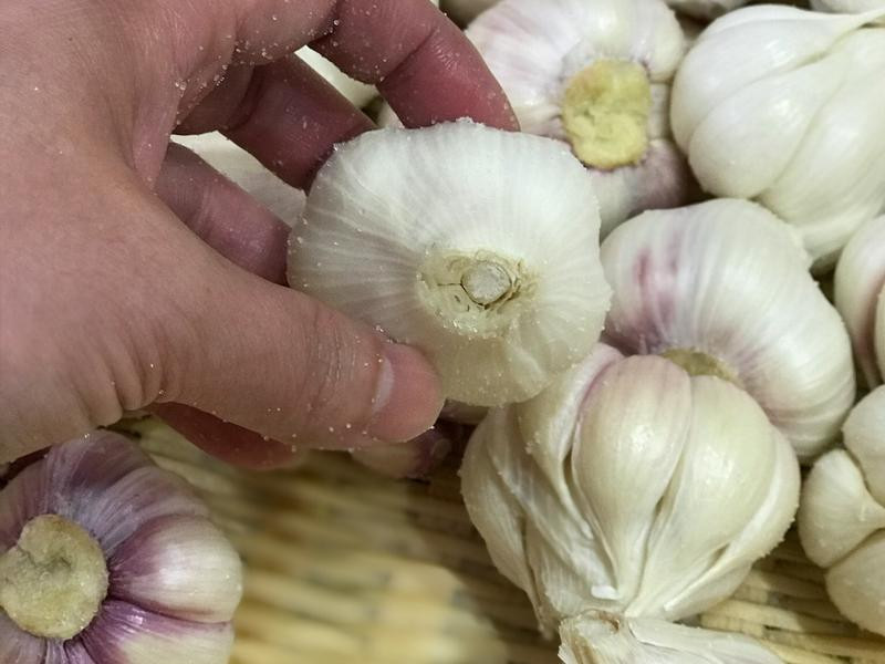 �Z�Ʊ������������