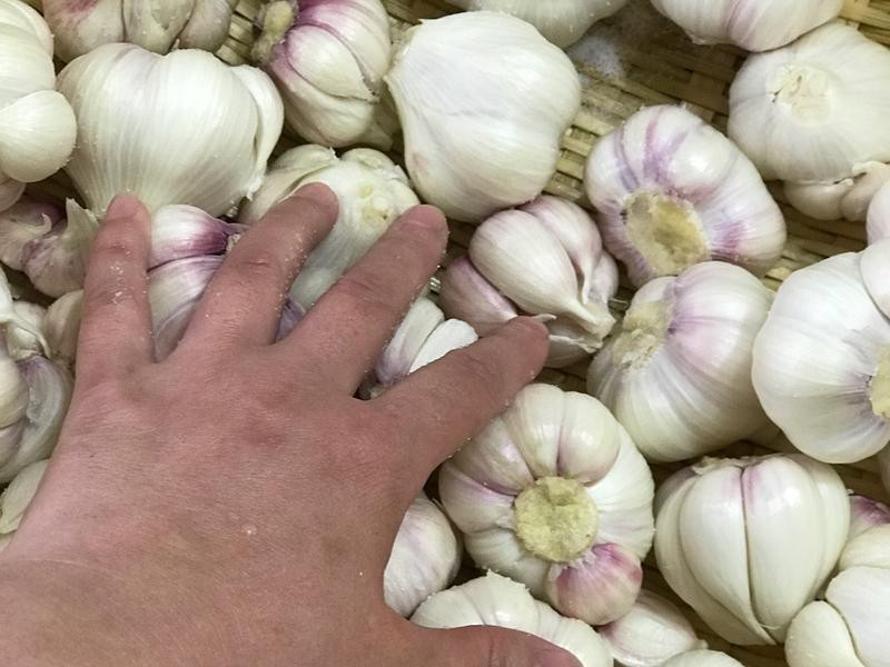 �Z�Ʊ������������