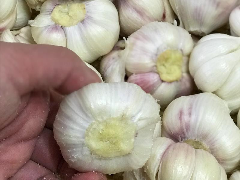 �Z�Ʊ������������