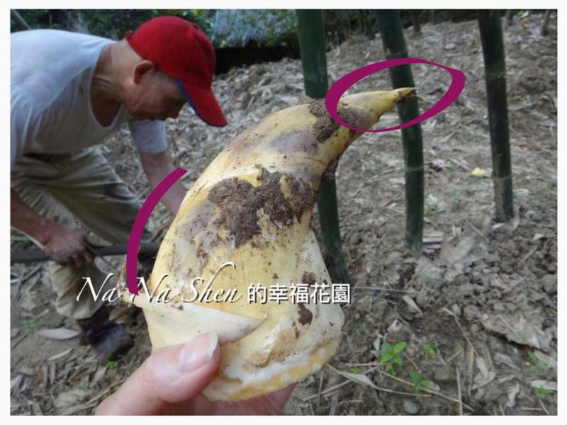 ���ɳ�����������