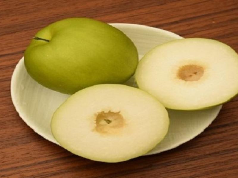 ��ʽ�ݲ˶�����������