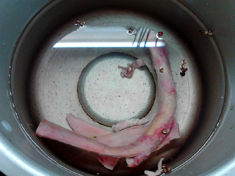 ����ţ��������