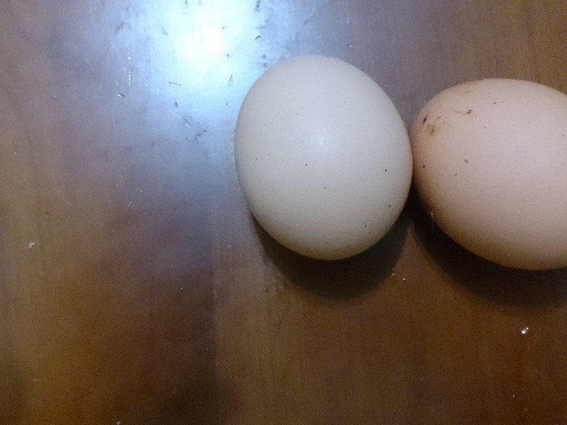 ��ζ��������ʳ������������