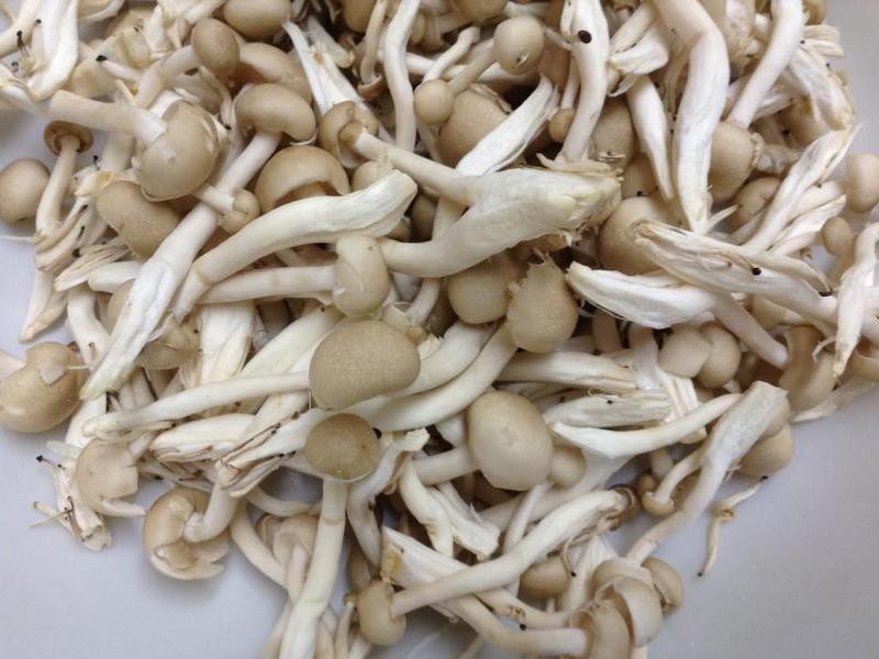 ɽҩ�����ռ�������