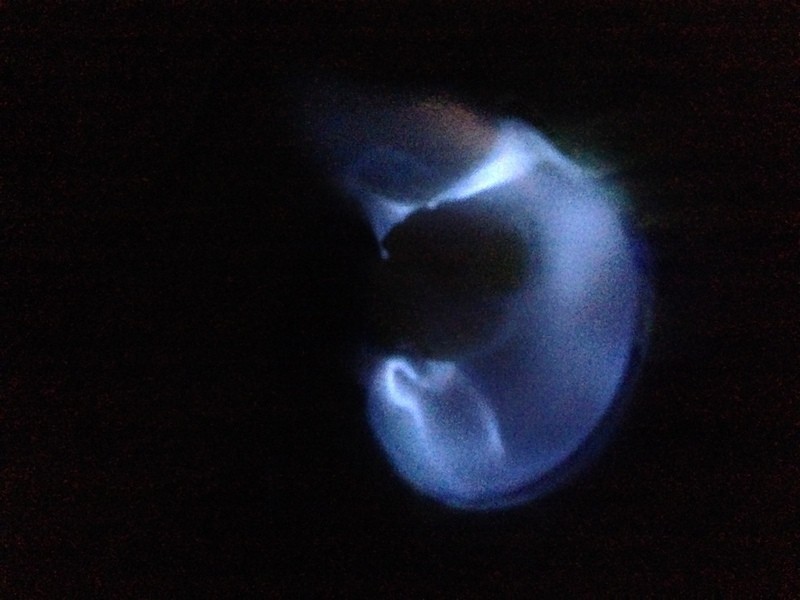 �ְغ�ʳ�ɱ�������