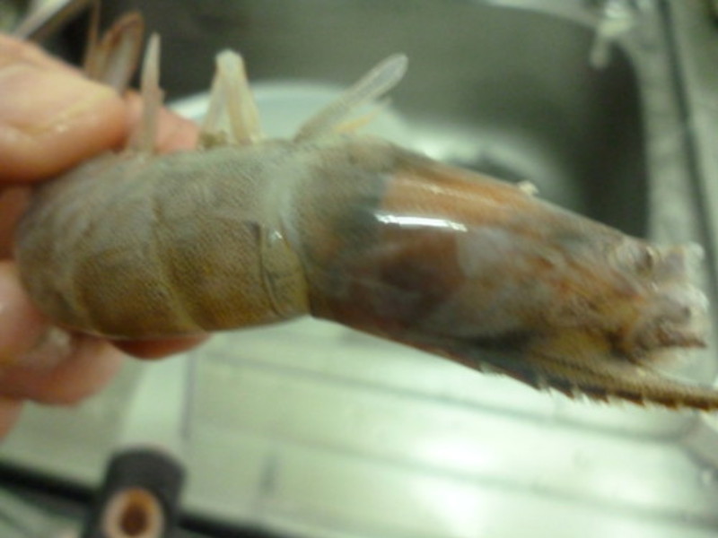 ����Ϻ������