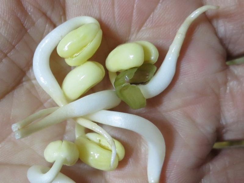 û��Ư�׼��Ķ�ѿ������