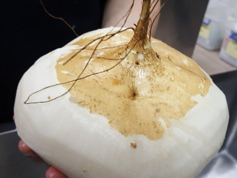 ����մ������С�ƹϵ�����