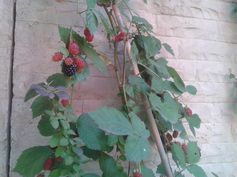 ��������ݮ����������