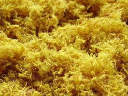 ���ɵ�����