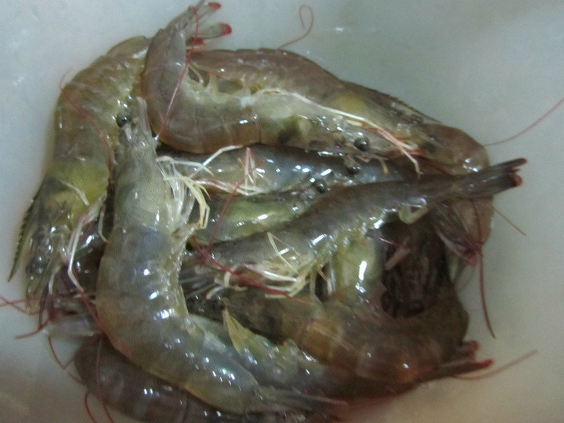 (�¾Ʋ�)�����ΟhϺ������