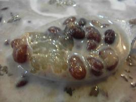 Ҭ֭�춹��ѩ�������