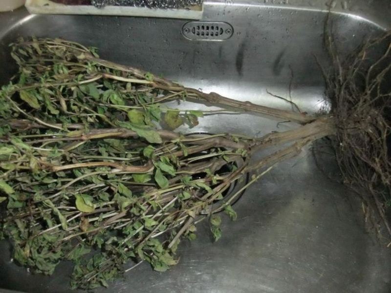 ��ͷ�Ų���������(ת����)������