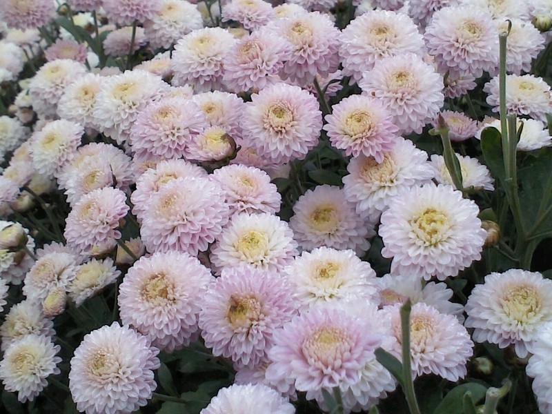 ը�����ֵ�����