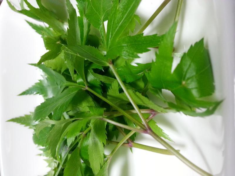 ����Ҷ���������̼��������