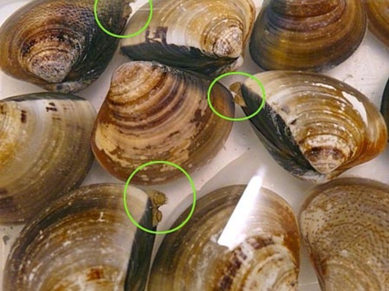 �۲�Ҷ������ ??��������1??������