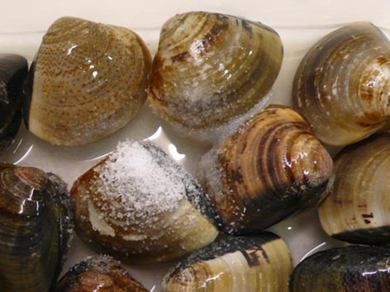 �۲�Ҷ������ ??��������1??������