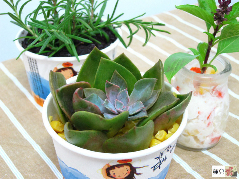 玉米粒盆栽沙拉的做法