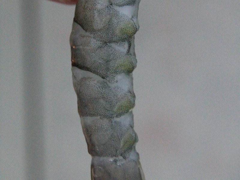 �����Ϻ������