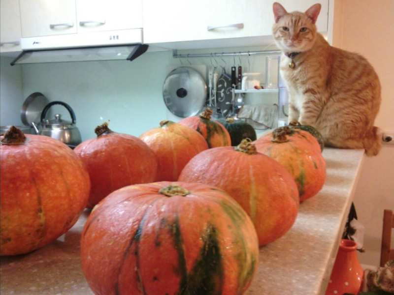 �ϹϿ�Ϻ�շ�������