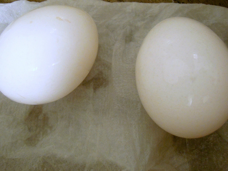 [�����] ŷʽ��������ε�����