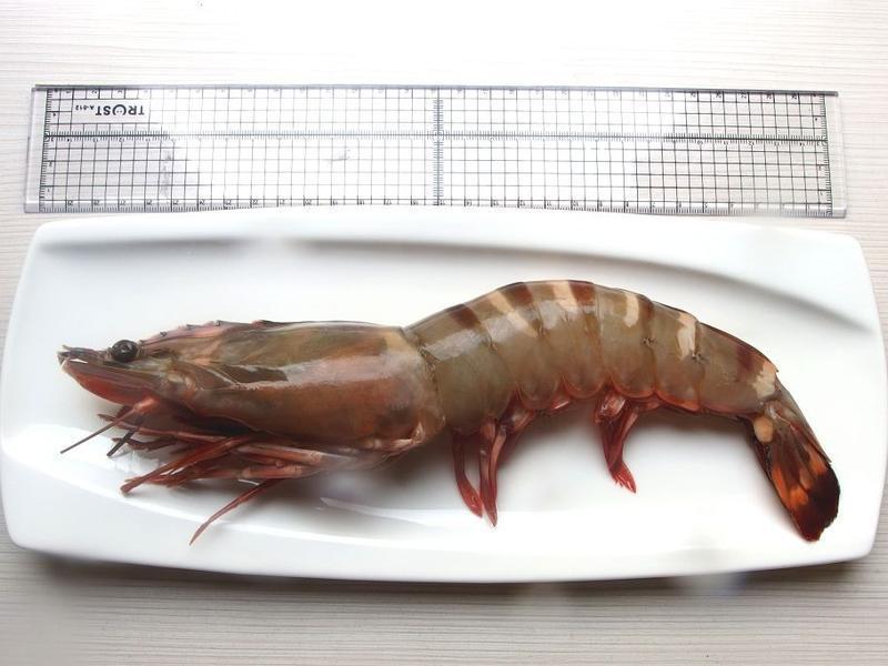 ���h������Ϻ��������