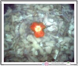 ��˿źƬ��������