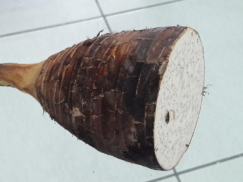 Ҭ����������¶������