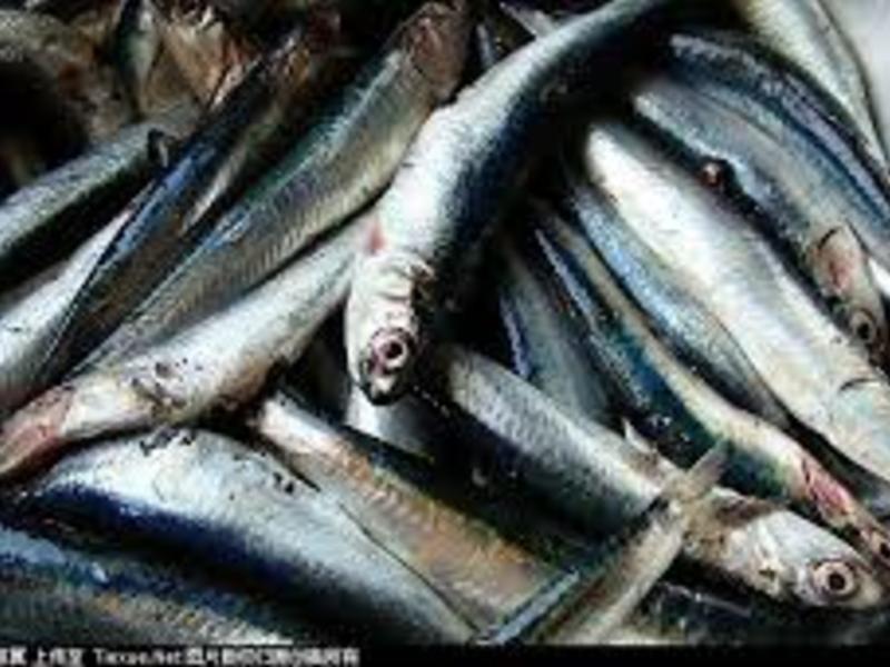 ������� Hamsi Tavasi������