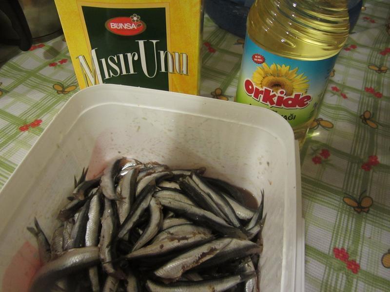 ������� Hamsi Tavasi������