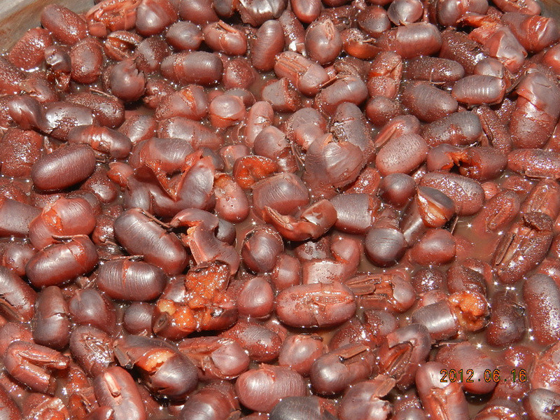 ���Ӵ�⬶�ɳ��������