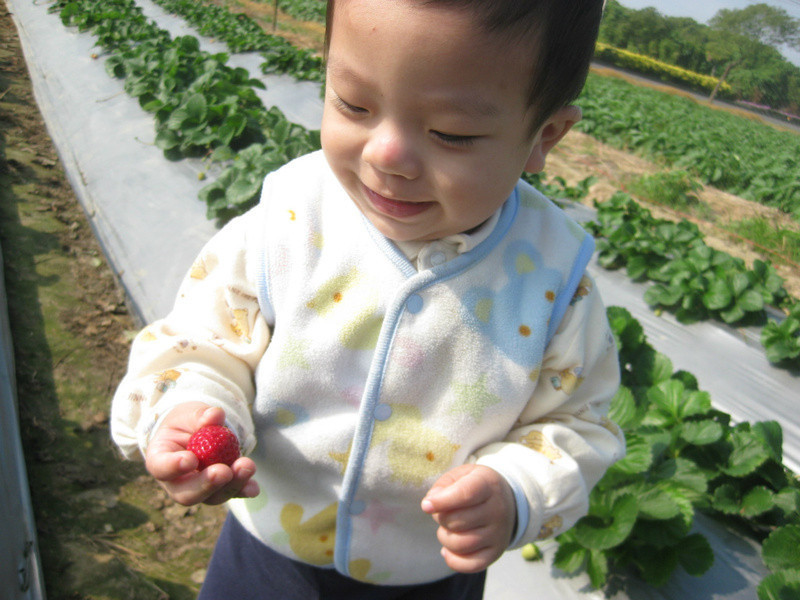 ����ݮ�Ͱ�ӥ�����̡���򵥵���ζ��������������ζ������