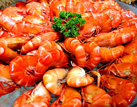 ����ɳϺ������