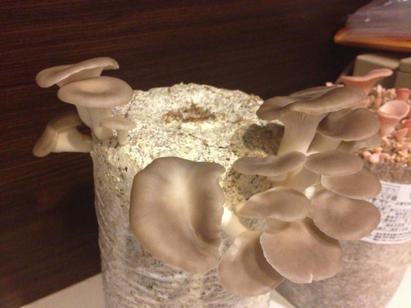 �������ࣨ���˷ݣ�������