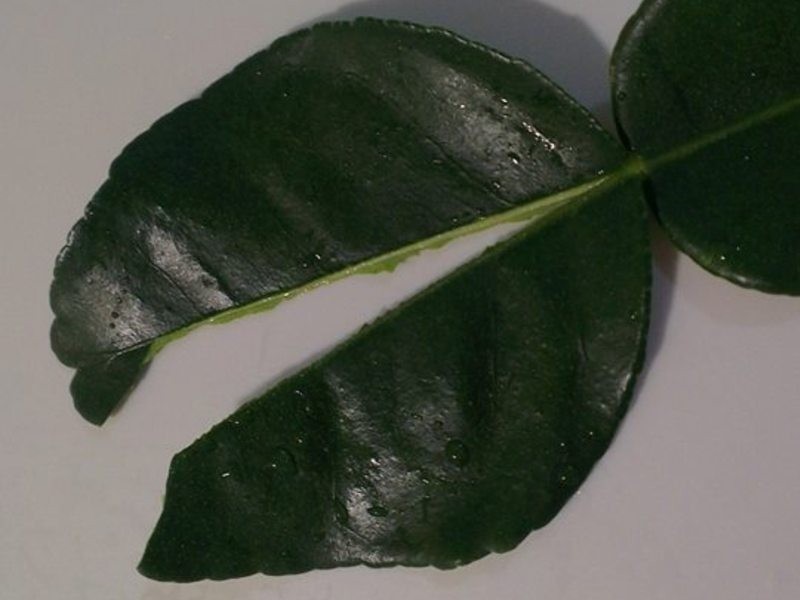 ̩ʽ�쿧��Ҭ��ţ�������