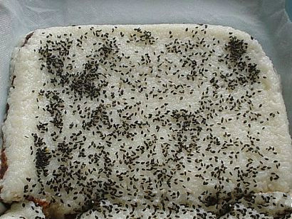 Ŵ�����������