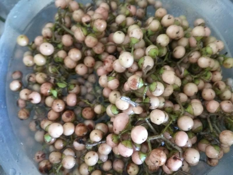 ���ƽ����Ʋ��ӵ�����