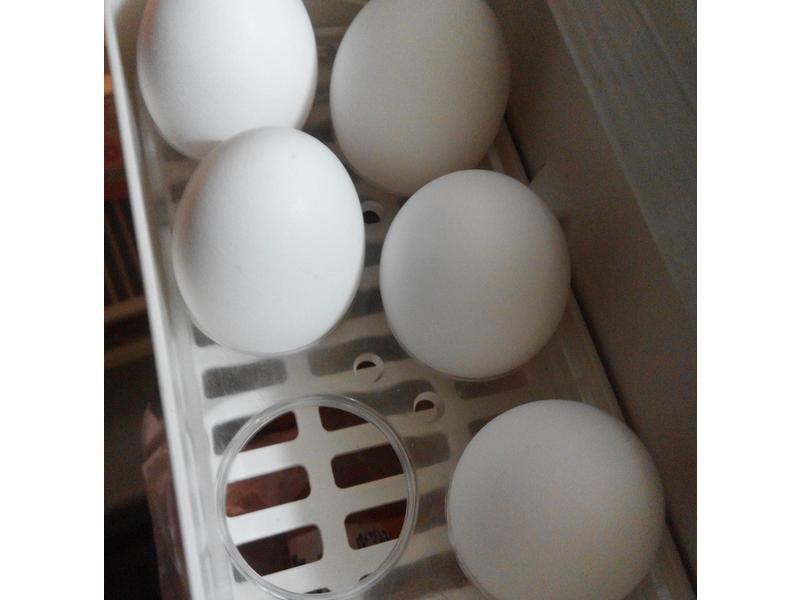 ����ѧ��������ˮ�󵰵�����