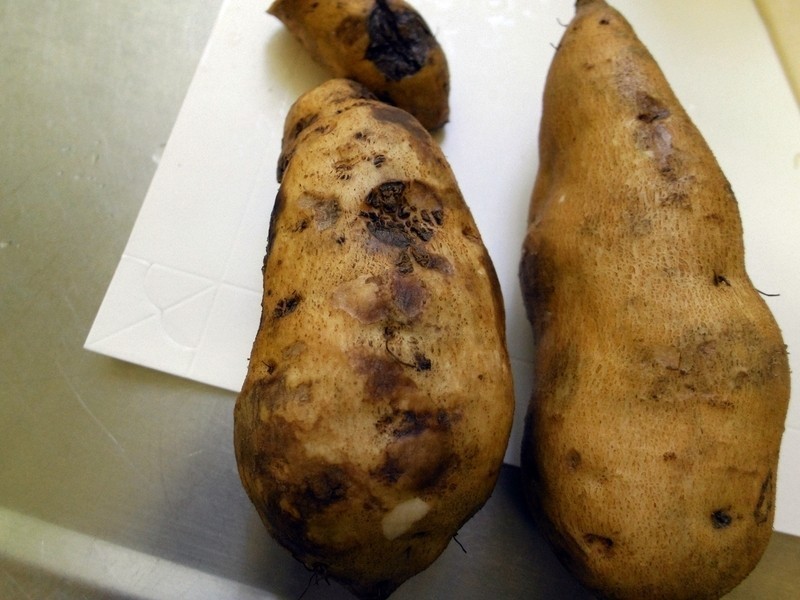 ��ެ��������