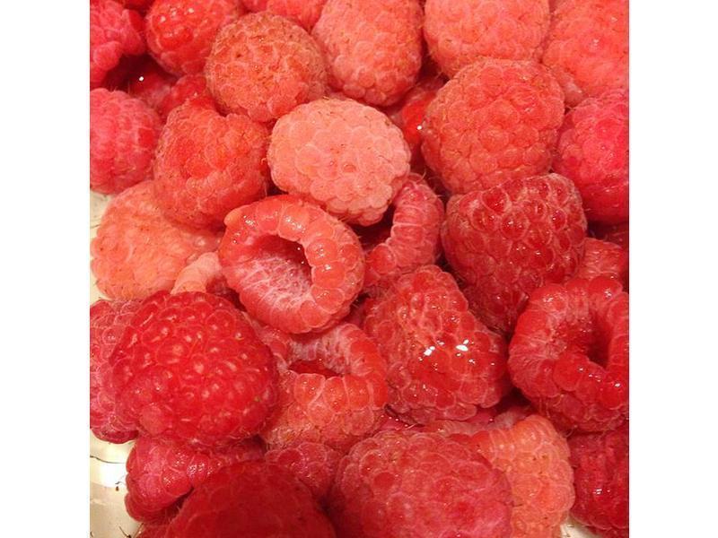 ViVi - ����ݮ�����Ÿ������